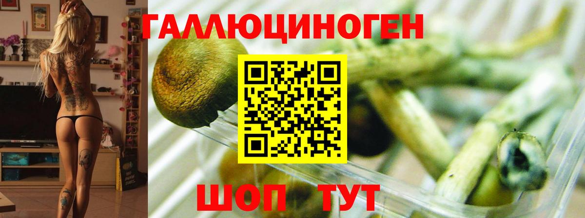 Галлюциногенные грибы MAGIC MUSHROOMS  Вход с VPN  Чебоксары  Галлюциногенные грибы GOLDEN TEACHER 